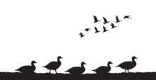 Flock Of Geese In The Field. Vector Silhouette