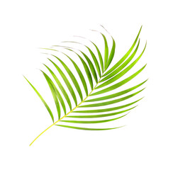 Sticker - tropical nature green palm leaf isolated on white pattern background with clipping path