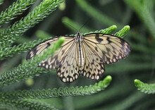 Weiße Baumnymphe - Paper Kite Butterfly
