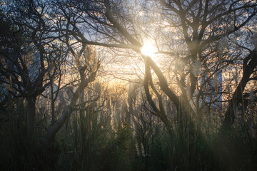 Wall Mural - sunset in the forest