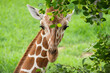 The calf (Baby giraffe) is eating leaves, the main food of the giraffe.