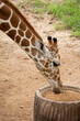 Giraffe is eating pellet complete feeds.