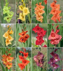 Wall Mural - collage of gladiolus blossoms in fire color shades. focus in the middle of the blossoms.