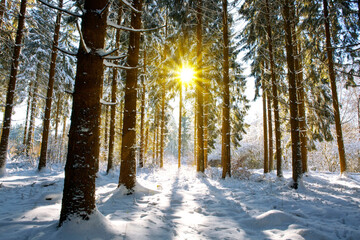 Wall Mural - sun light in the winter forest with white fresh snow and pine trees.