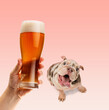 French Bulldog attentively and with interest looking at lager foamy beer mug over pink background