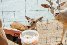 Two fallow deer behind a mesh fence in a zoo farm. Animal feeding