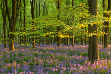 Late Evening Sunshine In A Beautiful Bluebell Woodland, West Woods, Wiltshire, England