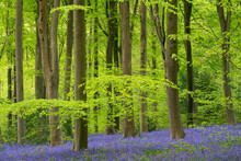 Carpets Of Bluebells In West Woods, Wiltshire, England