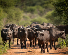 Cape Buffalos, Marataba, Marakele National Park