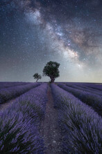 Milky Way Above A Lavender Field And Two Small Trees On The Plateau De Valensole, Provence, France