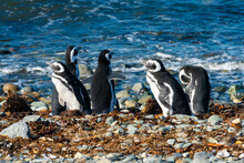 Magellanic Penguins On Shore, Isla Magdalena, Patagonia, Chile, South America