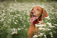A Dog Of The Hungarian Vizsla Breed Enjoys Life In A Green Meadow Covered With White Flowers