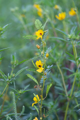 Wall Mural - Chamaecrista nictitans, Sensitive Partridge Pea, Wild Sensitive Plant, Sensitive Pea