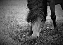 Horse Eating Grass On The Farm Black And White