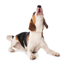 Beagle Dog Isolated On White Background