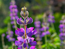 Macro Photography Of A Lupin Flower, Taken At The Countryside Of The Colonial Town Of Villa De Leyva, In The Andean Mountains Of Central Colombia.