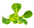 Isolated fres green field salad leaves