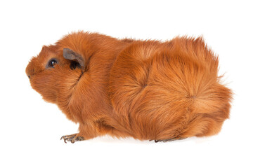 Brown guinea pig , transparent background