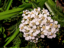 Macro Photography Of A Cluster Of Yarrow Flowers With The Sun Of The Morning In A Forest Near The Colonial Town Of Villa De Leyva In Central Colombia.
