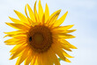 Sonnenblume auf Kornfeld