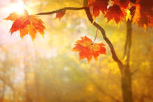 Maple Tree Branch With Red Autumn Leaves, Fall In A Park, Bright Sun Beams. Digital 3D Illustration