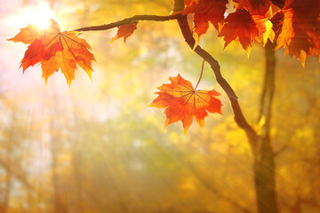 Wall Mural - maple tree branch with red autumn leaves, fall in a park, bright sun beams. generative ai illustrati