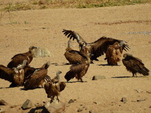 Vulture In The Africa