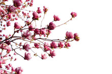 Spring Branch With Pink Flowers Of Apple