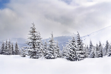 Wall Mural - winter landscape of mountains in snow in fir forest
