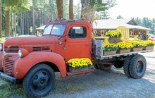 Old Red Flatbed Truck Decorated With Flowers And Chairs In Cottage Country, Ontario
