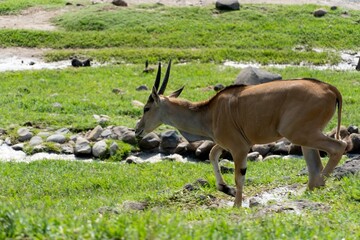 Wall Mural - Tragelaphus oryx antelope walking on the green grass on a sunny day