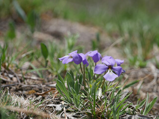 prairie violets