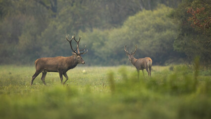 Wall Mural - two red deer, cervus elaphus, walking on meadow in autumn environment. pair of male mammals moving o