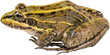 Frog closeup isolated.