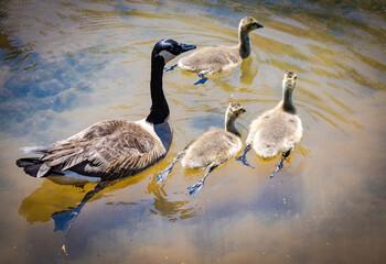 Wall Mural - Canadian Goose mother with goslings in a lake at Roswell Riverfront Park in Georgia.