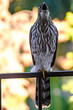 Cooper's Hawk perched on a bannister looks up to screach at the birds flying above out of frame. Grey and brown feathers with a banded tail. 