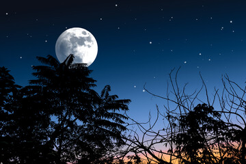 Wall Mural - Beautiful night silhouette background.