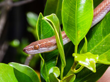 Brown House Snake (Boaedon Capensis) Amongst Leaves