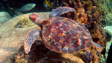  Hawksbill sea turtle at Thailand on diving or snorkeling underwater