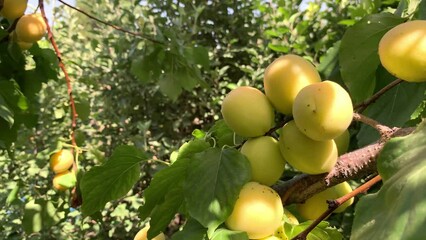Aufkleber - Apricots on apricot tree. Summer fruits. Ripe apricots on a tree branch. Close up