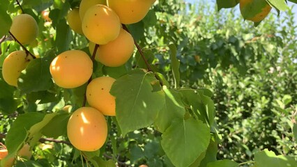 Poster - Apricots on apricot tree. Summer fruits. Ripe apricots on a tree branch. Close up