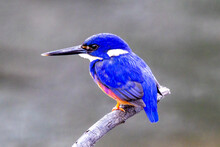 Azure Kingfisher Perched On Branch