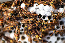 Close Up Shot Of Wasps In Their Hive