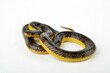 Yellow-bellied Liophis, Yellow bellied Snake // Goldbauch-Buntnatter (Erythrolamprus poecilogyrus / Liophis poecilogyrus)