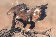 Wild Wedge-tailed Eagle (Aquila Audax) Perched On Branch With Wings Spread, South Australia, Australia