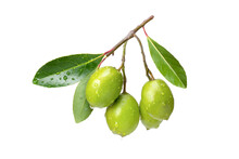 Branch Of Olive Fruit With Water Droplets And Green Leaves Isolated On White Background. 