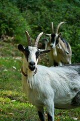 Wall Mural - Vertical shot of a Cou-Clair de Berry goat on the green grassland looking at camera