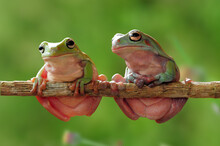 Two Dumpy Tree Frogs Sitting On A Branch, Indonesia