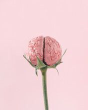 Rose Stem And Human Brain On Isolated Pastel Coral-pink Background. Abstract Scary Idea For Halloween Or Santa Muerte. Surrealistic Concept Of Healthy Brain, Intellectual Progress Or Development.