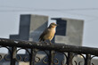 Large Grey babbler bird sitting on balcony grill
